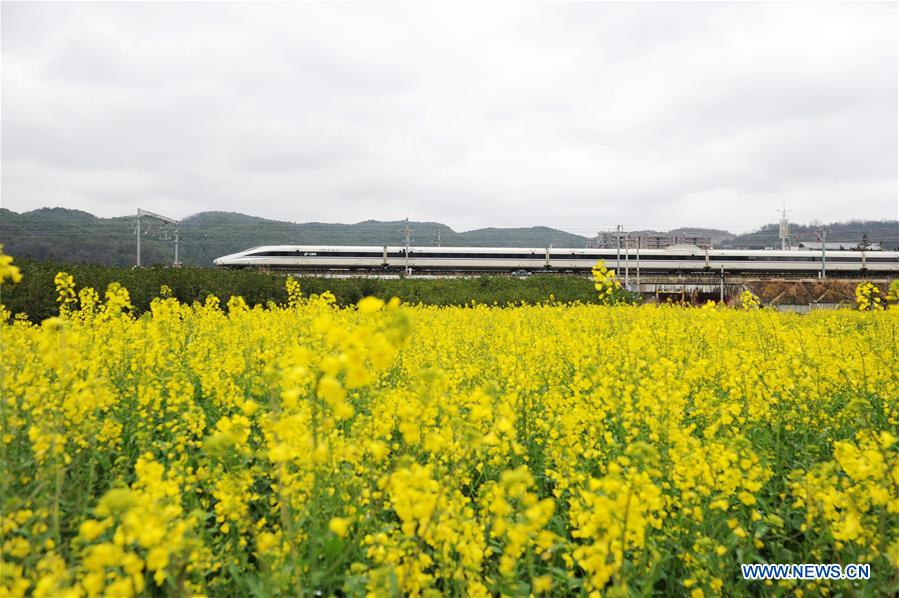 High speed train moves past cole flower fields in Guizhou